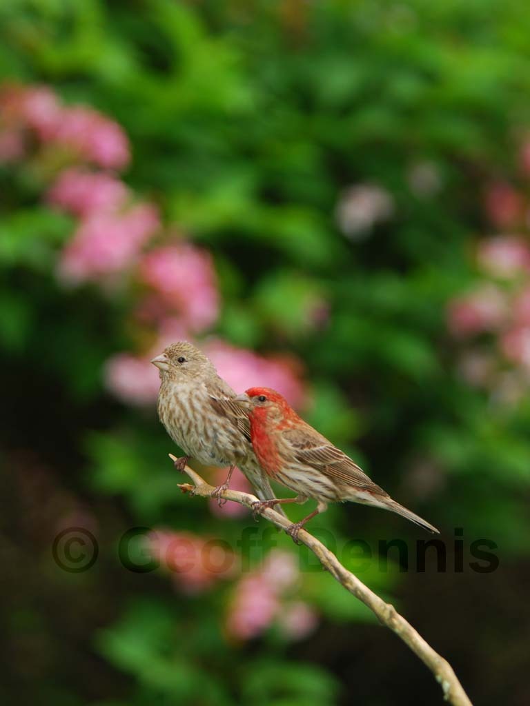 HOFI-AI_House-Finch