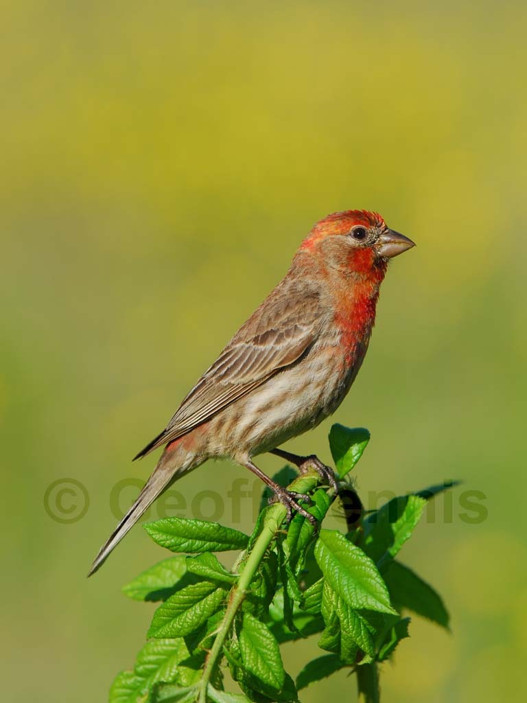 HOFI-AJ_House-Finch