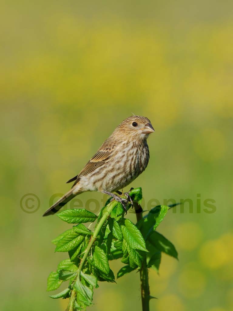 HOFI-AK_House-Finch