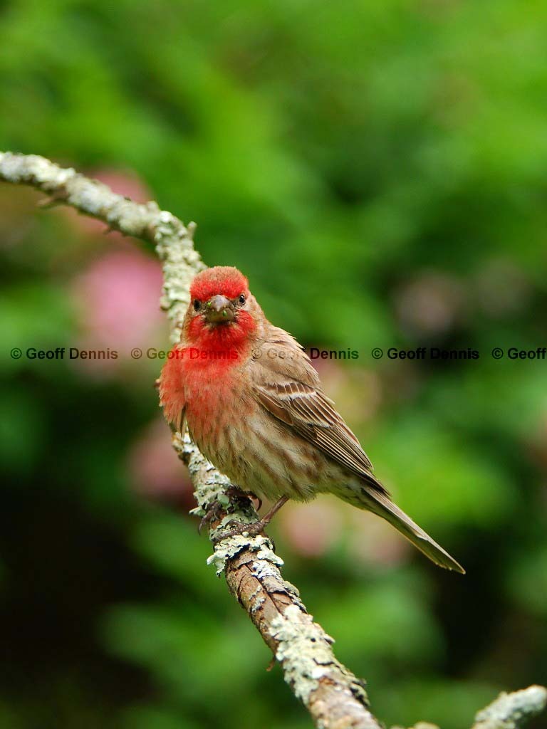 HOFI-AL_House-Finch