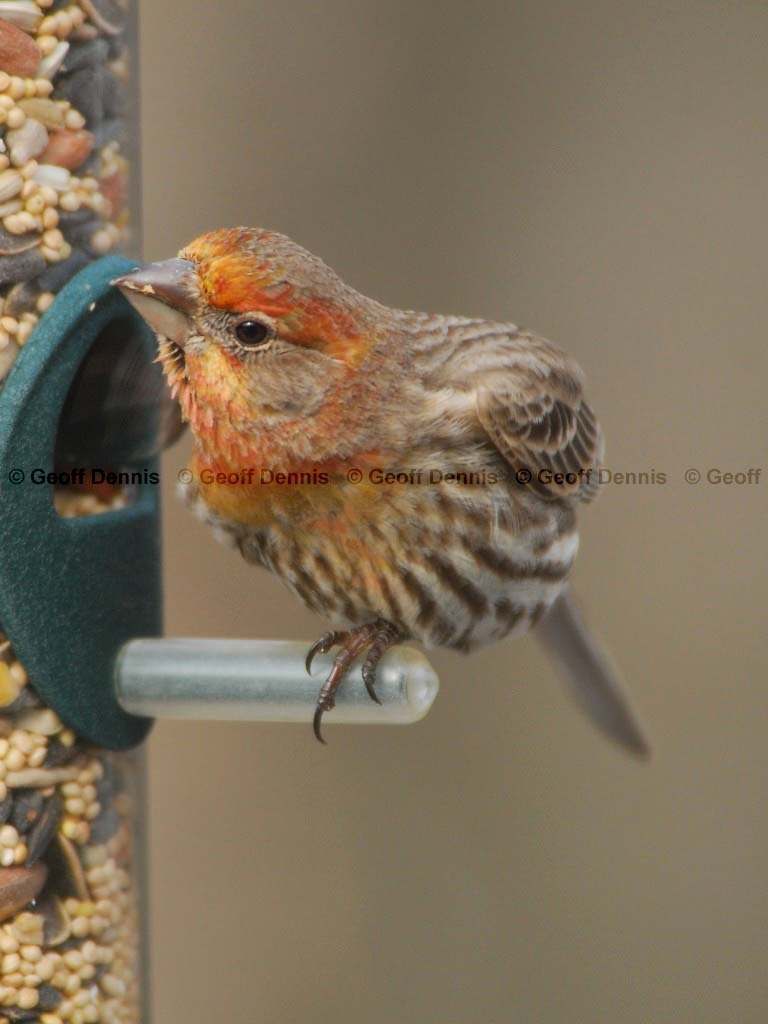 HOFI-AM_House-Finch