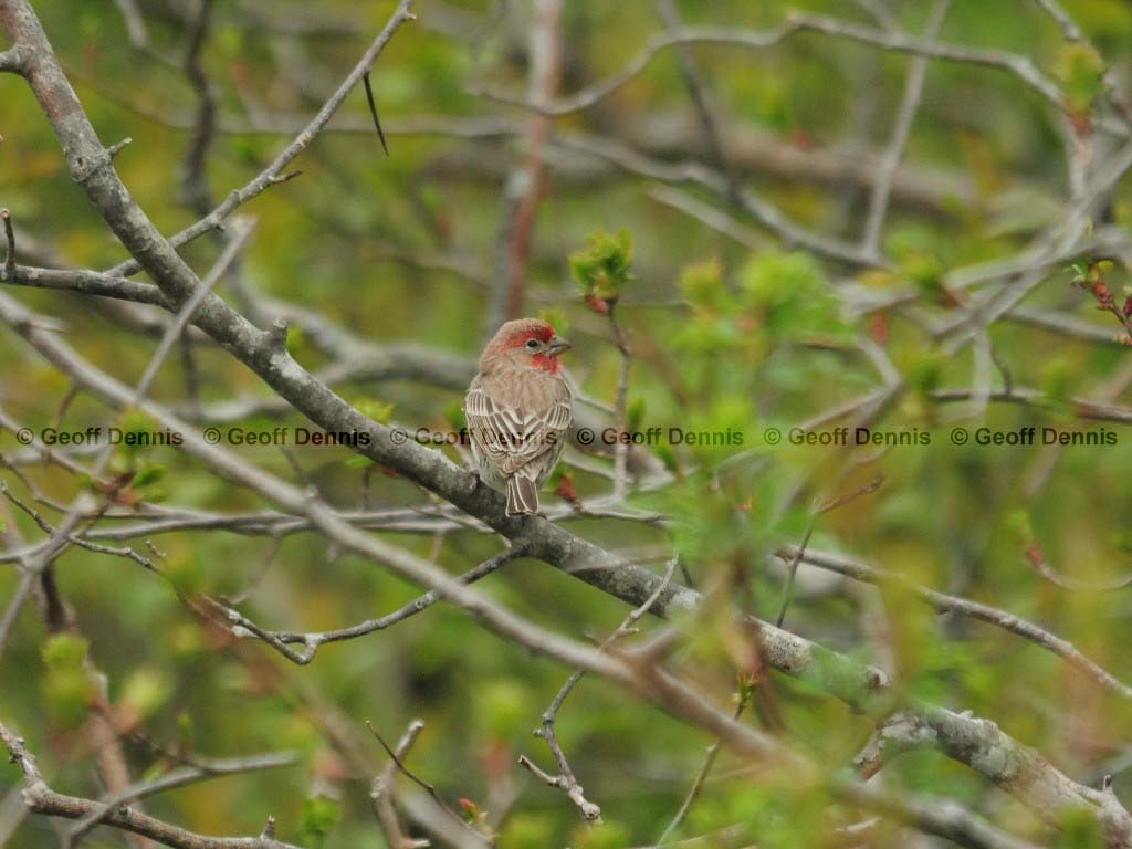 HOFI-AN_House-Finch
