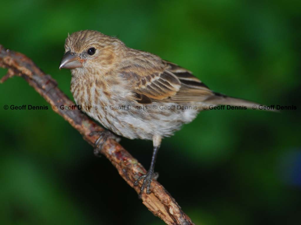 HOFI-AT_House-Finch