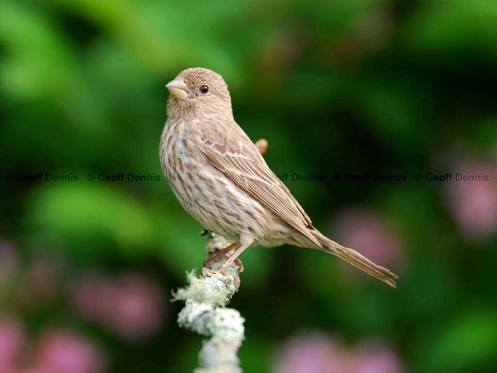 HOFI-AU_House-Finch