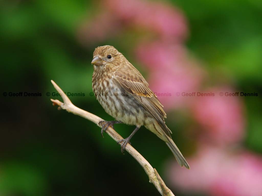 HOFI-AV_House-Finch