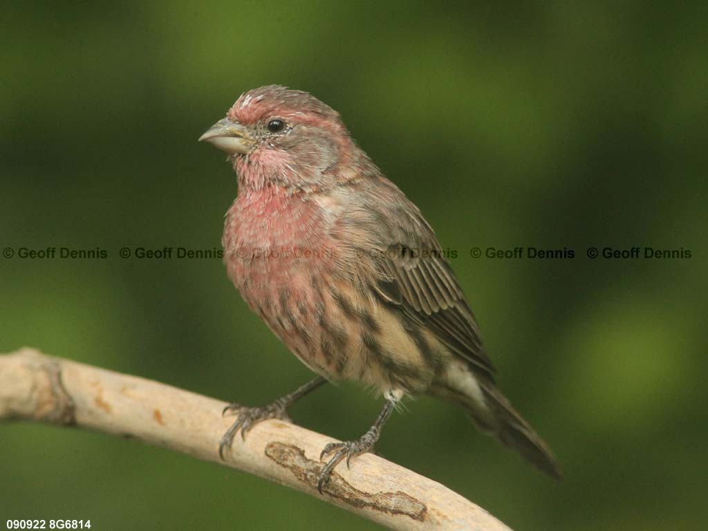 HOFI-AW_House-Finch