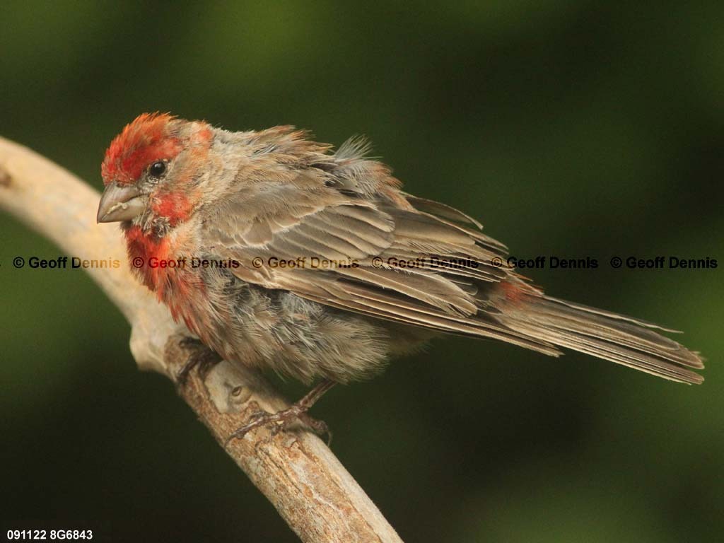 HOFI-AX_House-Finch