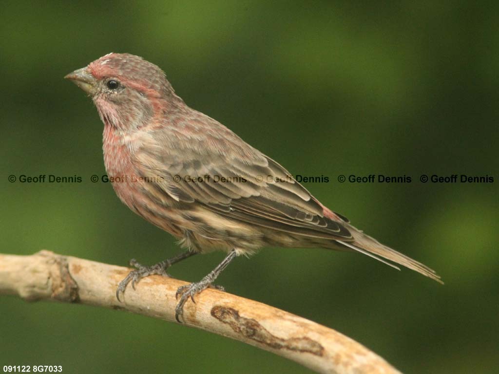HOFI-AY_House-Finch