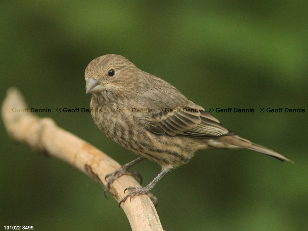 HOFI-AZ_House-Finch