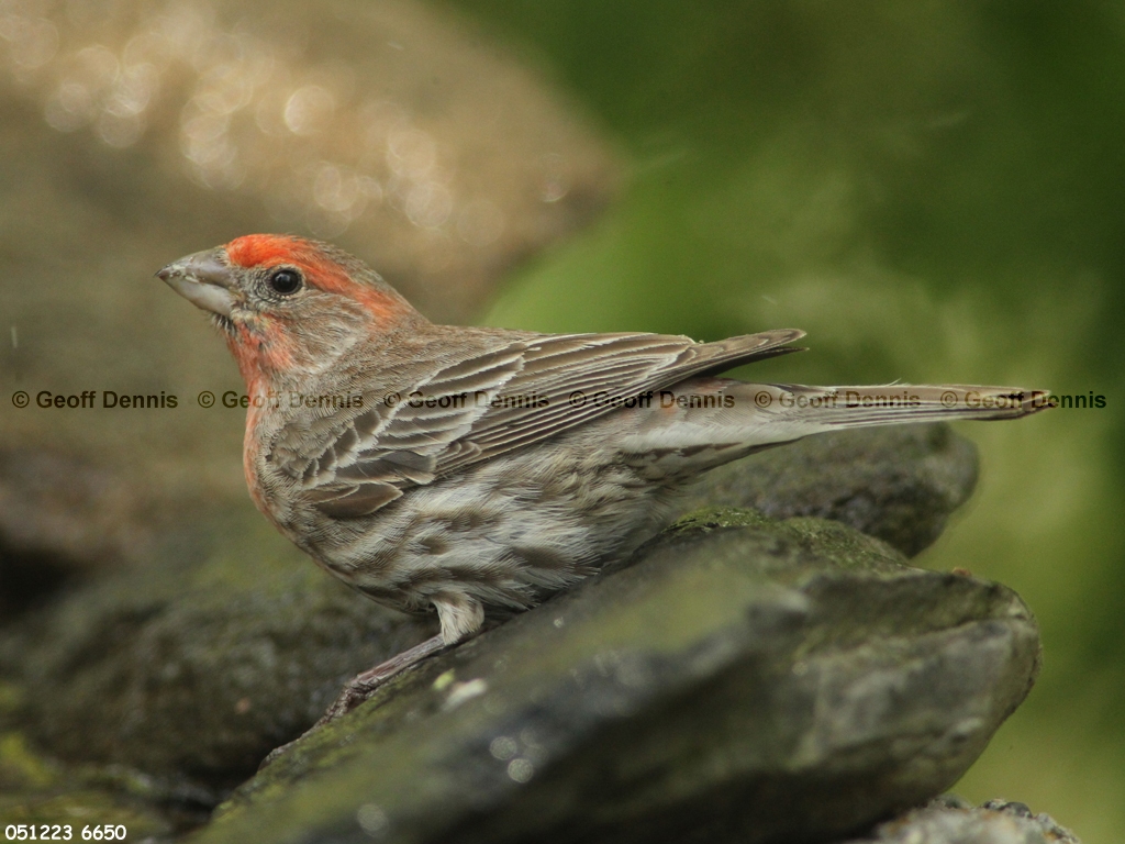 HOFI-BA_House-Finch