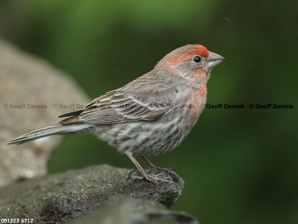 HOFI-BB_House-Finch
