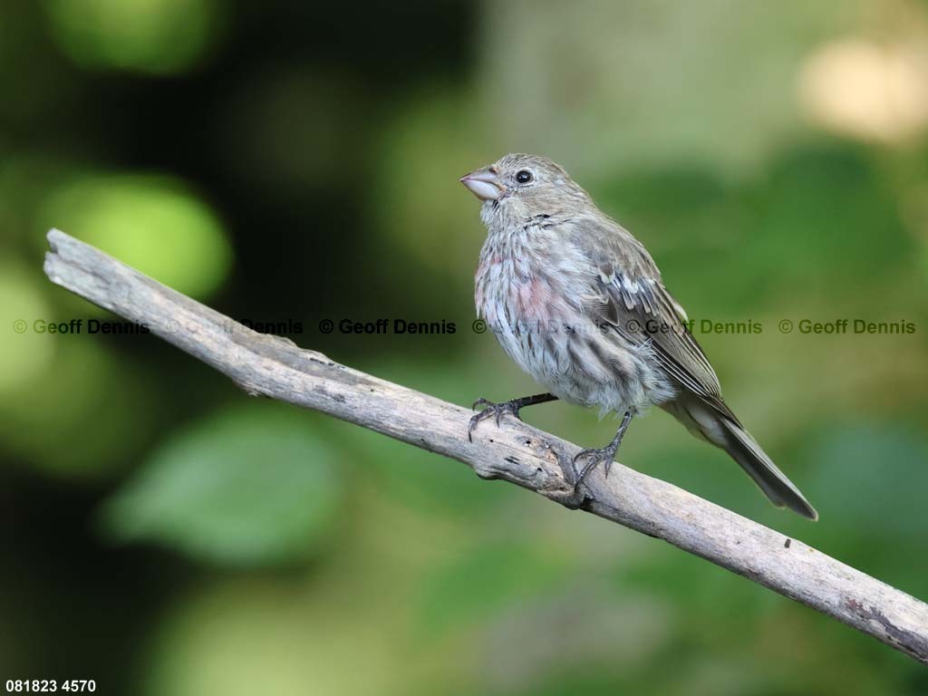 HOFI-BC_House-Finch