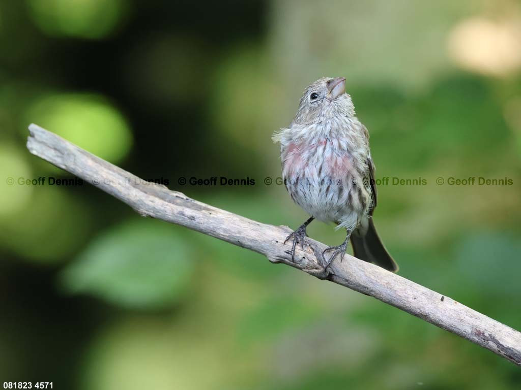 HOFI-BD_House-Finch