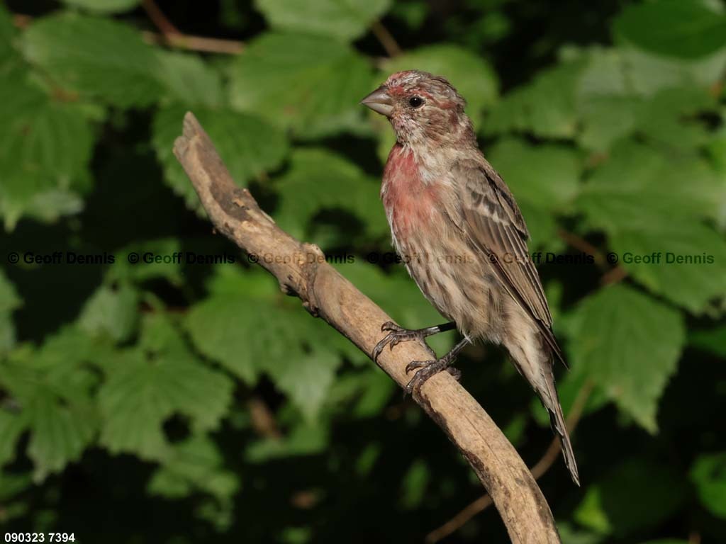 HOFI-BE_House-Finch