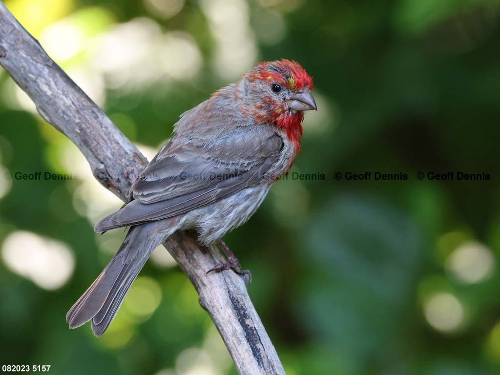 HOFI-BF_House-Finch
