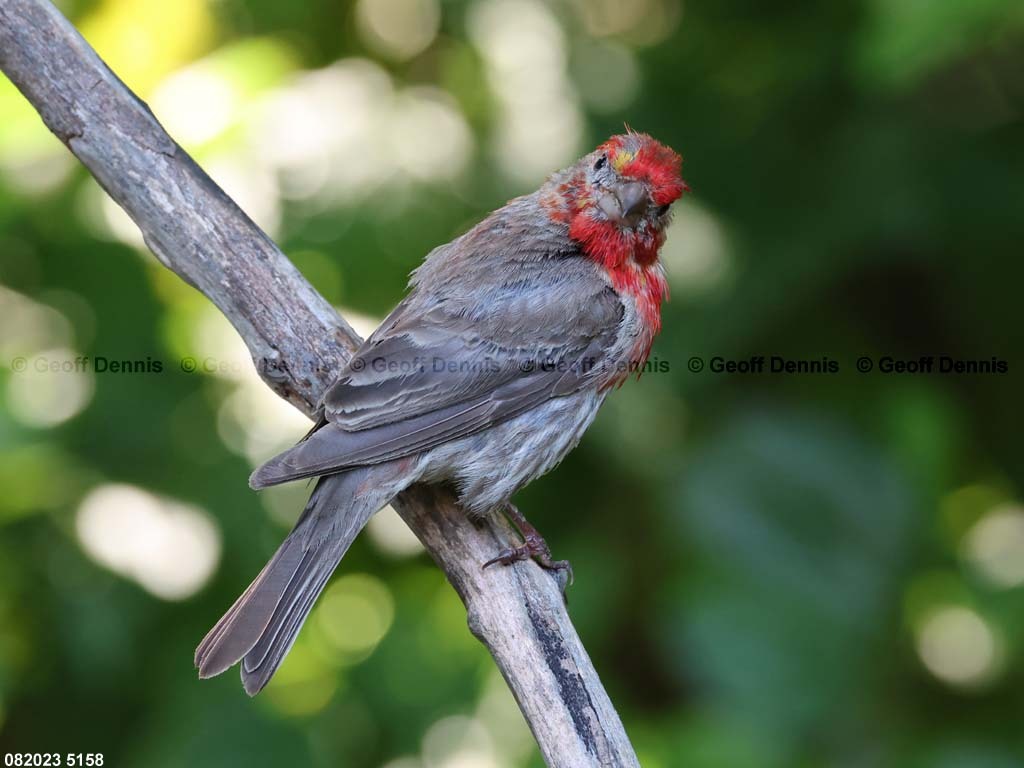 HOFI-BG_House-Finch