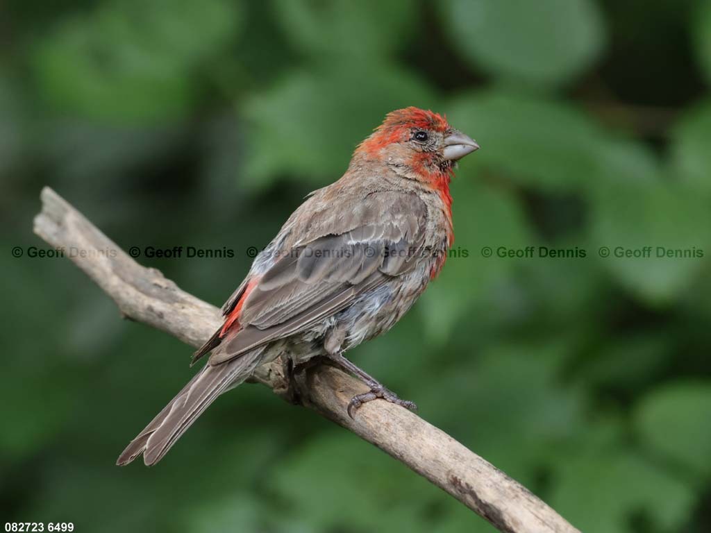 HOFI-BH_House-Finch