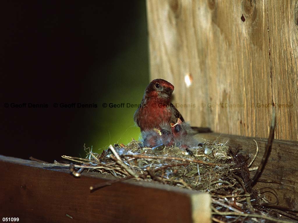 HOFI-BI_House-Finch