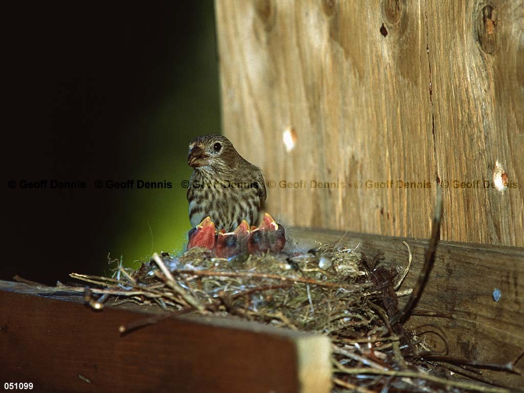 HOFI-BJ_House-Finch