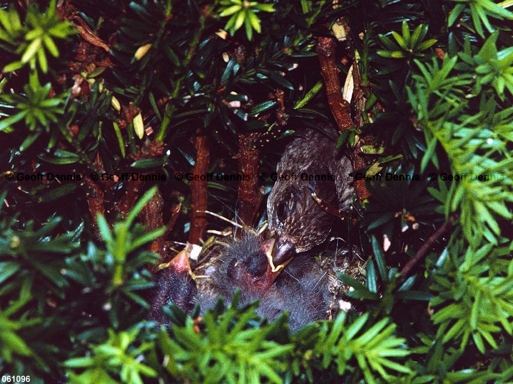 HOFI-BK_House-Finch