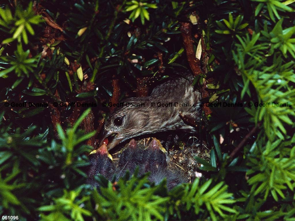 HOFI-BL_House-Finch