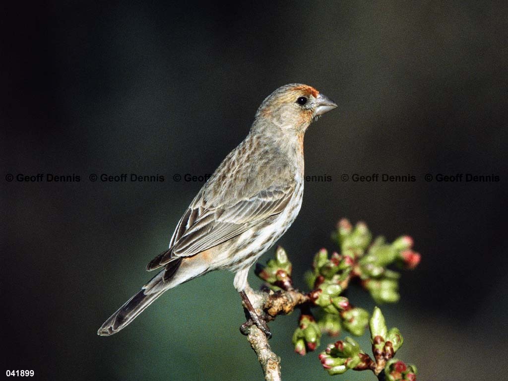 HOFI-BN_House-Finch