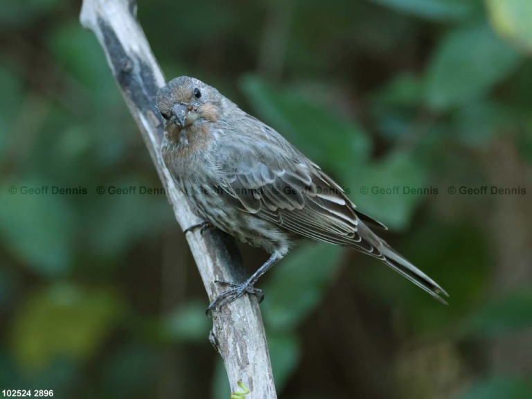 HOFI-BO_House-Finch