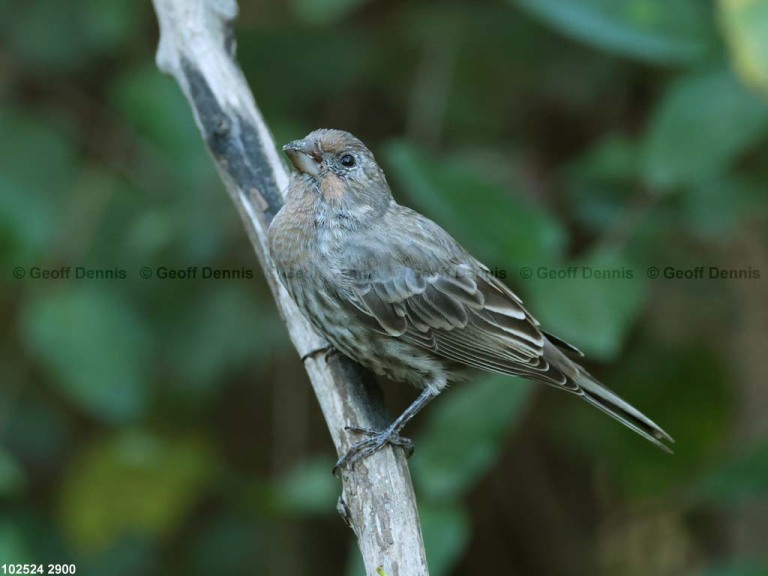 HOFI-BP_House-Finch