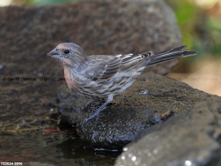 HOFI-BQ_House-Finch