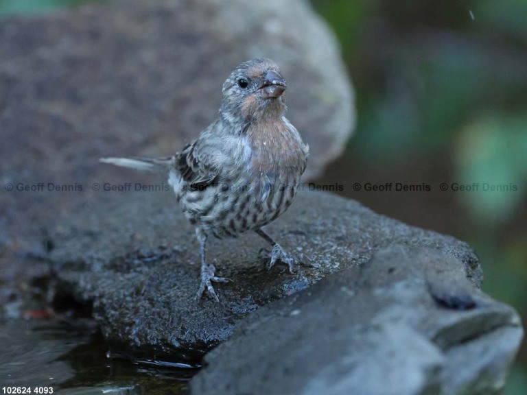 HOFI-BR_House-Finch