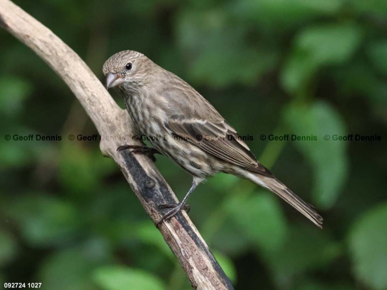 HOFI-BS_House-Finch