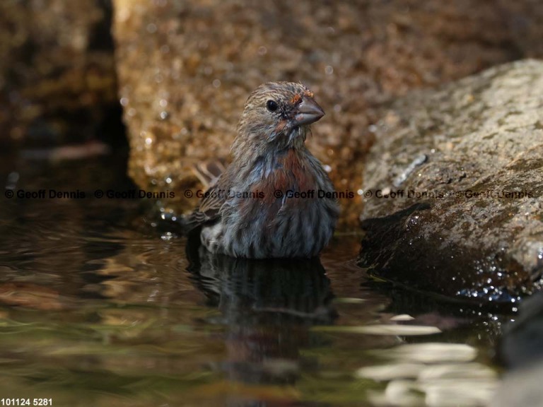 HOFI-BT_House-Finch