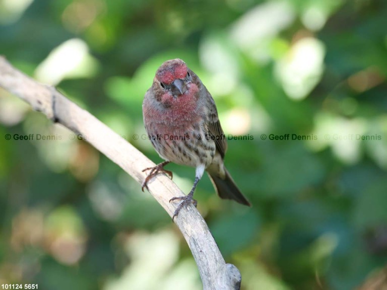 HOFI-BU_House-Finch