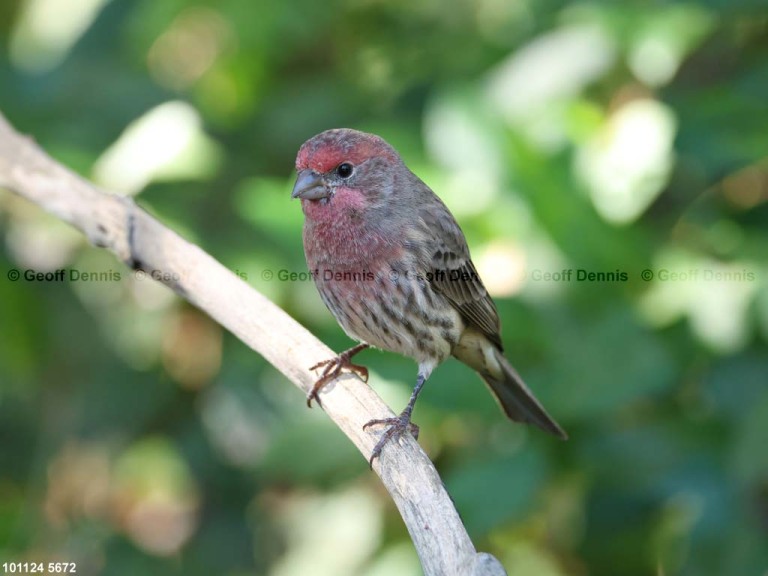 HOFI-BV_House-Finch