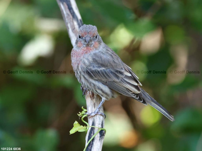 HOFI-BW_House-Finch