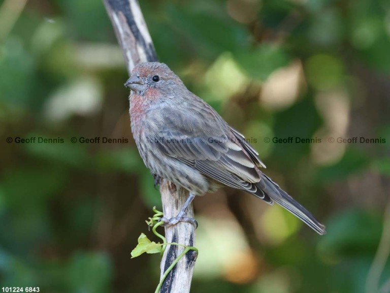 HOFI-BX_House-Finch