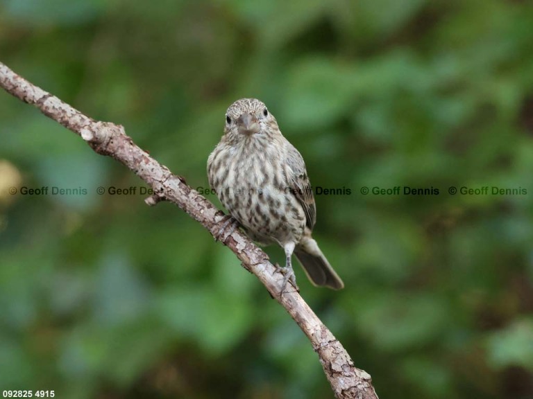 HOFI-BY_House-Finch
