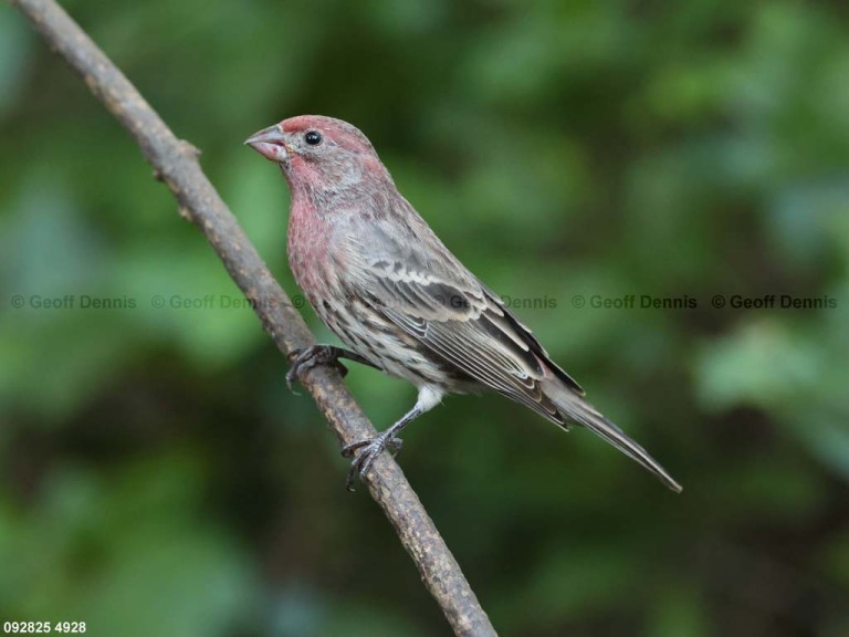 HOFI-BZ_House-Finch