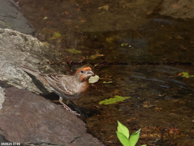 HOFI-CA_House-Finch