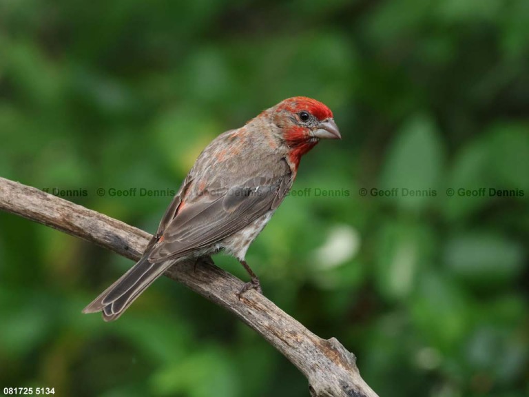 HOFI-CB_House-Finch