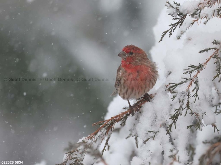 HOFI-CC_House-Finch