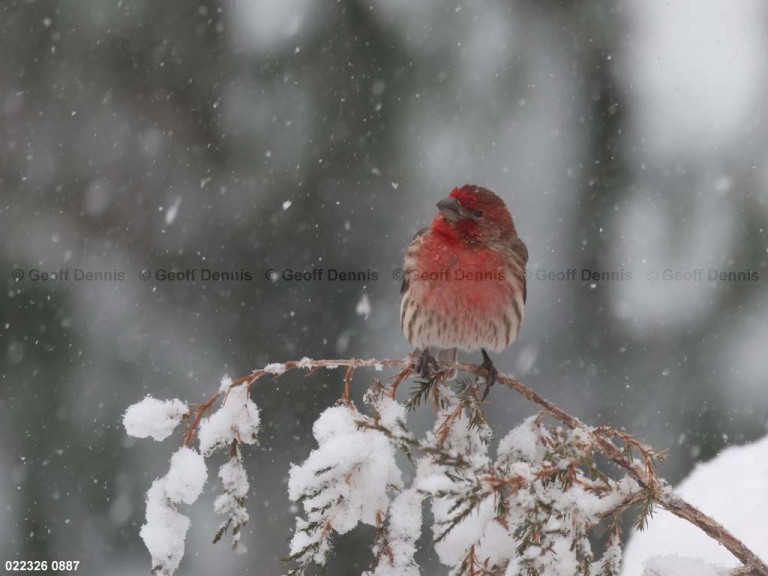 HOFI-CD_House-Finch