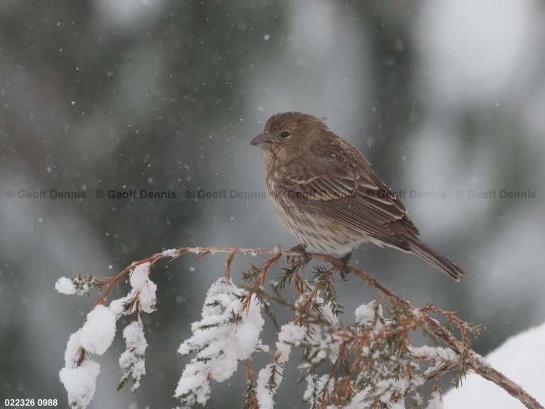 HOFI-CE_House-Finch