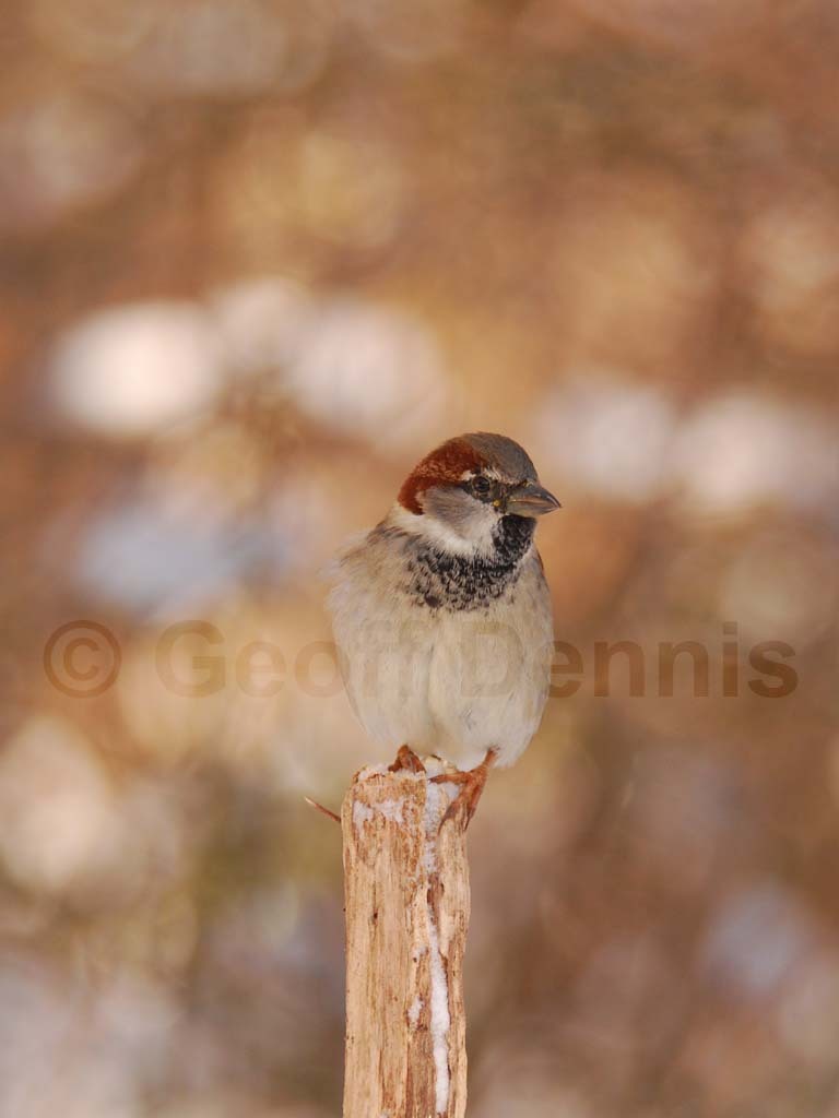 HOSP-AA_House-Sparrow
