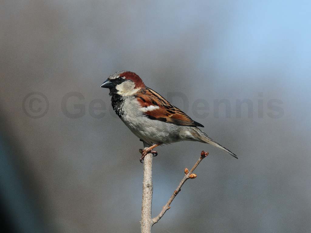 HOSP-AB_House-Sparrow