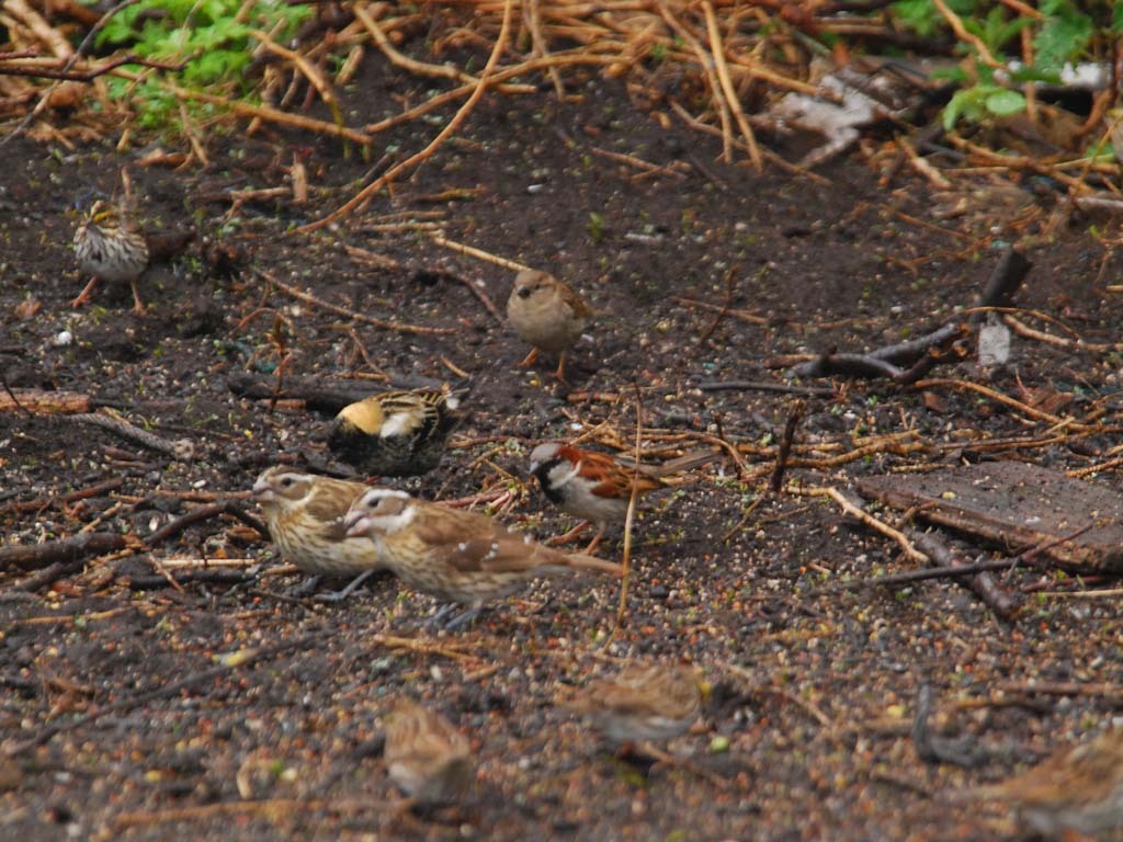 HOSP-AC_House-Sparrow
