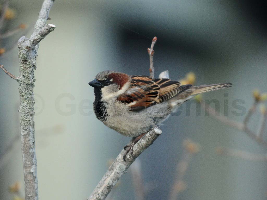 HOSP-AD_House-Sparrow