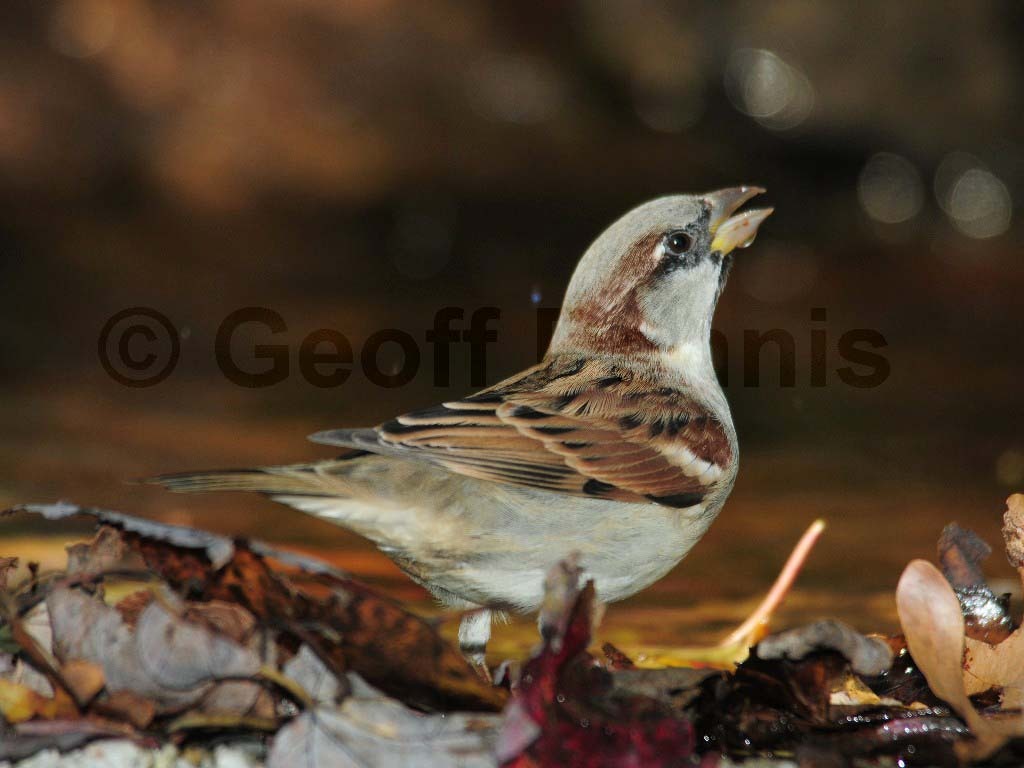 HOSP-AE_House-Sparrow