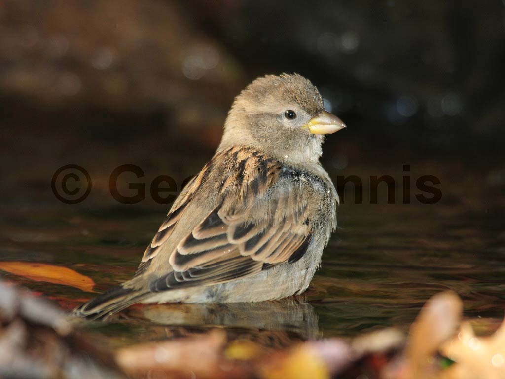 HOSP-AF_House-Sparrow
