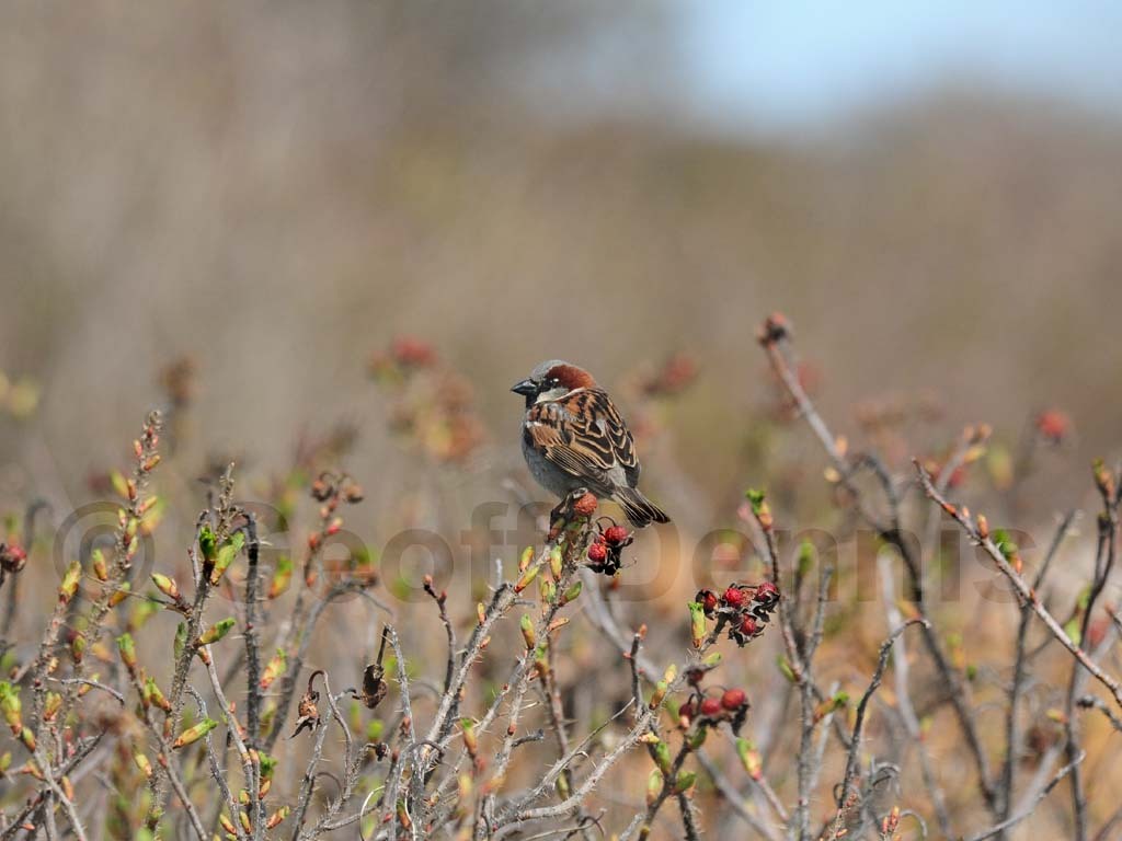 HOSP-AG_House-Sparrow